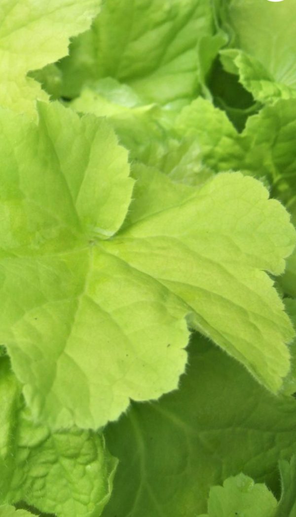 Heuchera 'Citronelle'