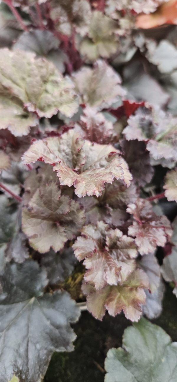 Heuchera 'Dark Secret' Heuchera 'Dark Secret'