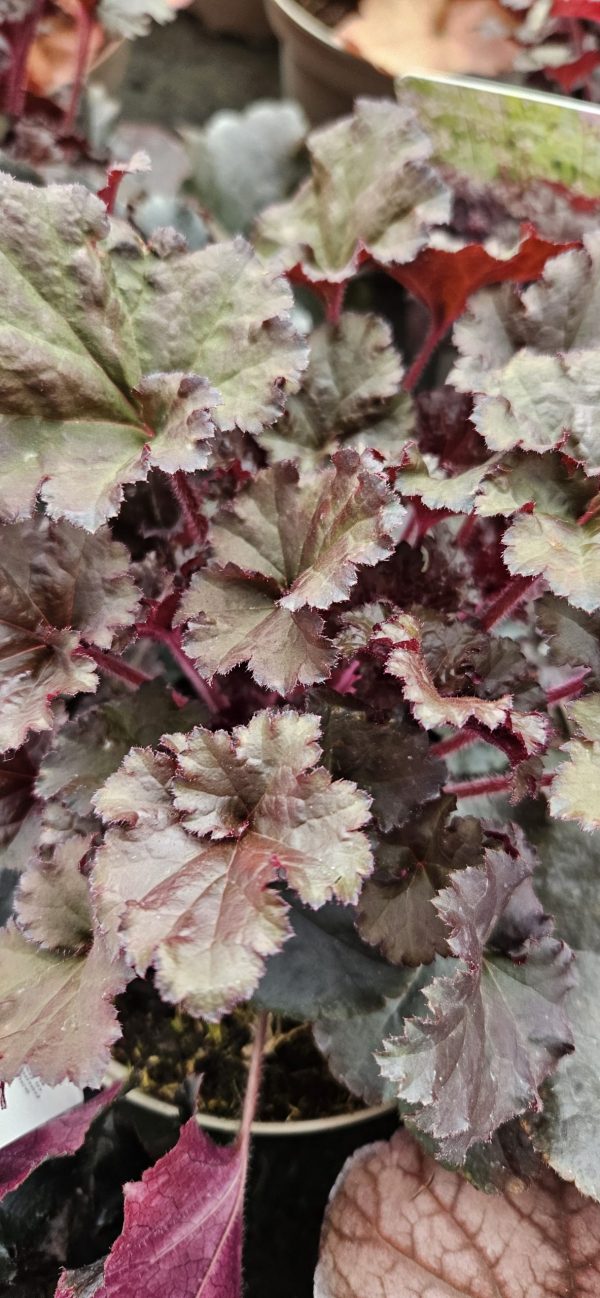 Heuchera 'Dark Secret'2 Heuchera 'Dark Secret'