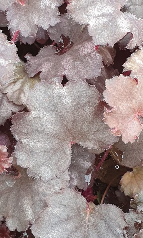 Heuchera 'Frost'