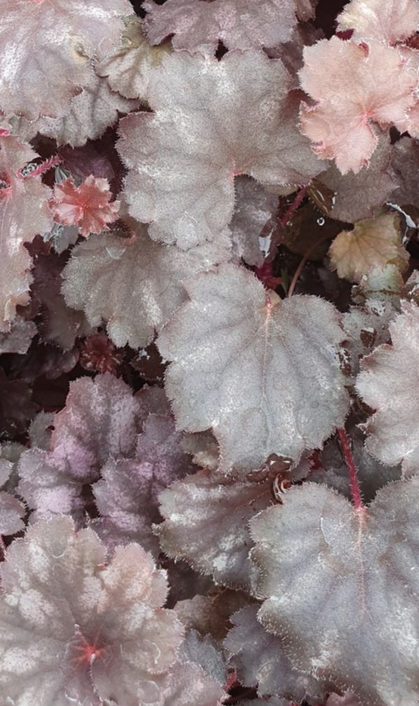 Heuchera 'Frost'