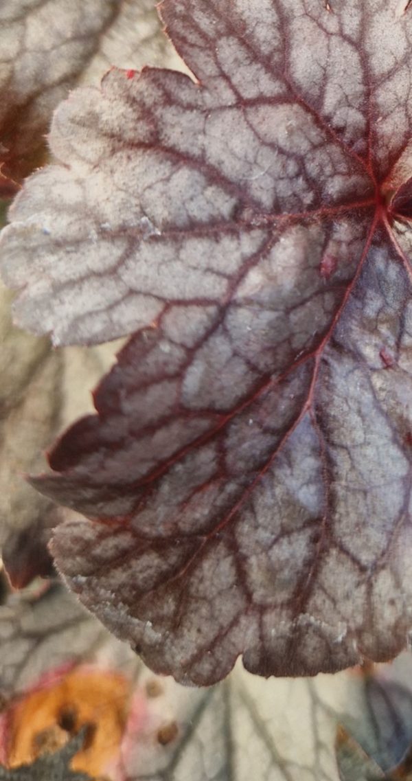 Heuchera 'Hollywood' Heuchera 'Hollywood'