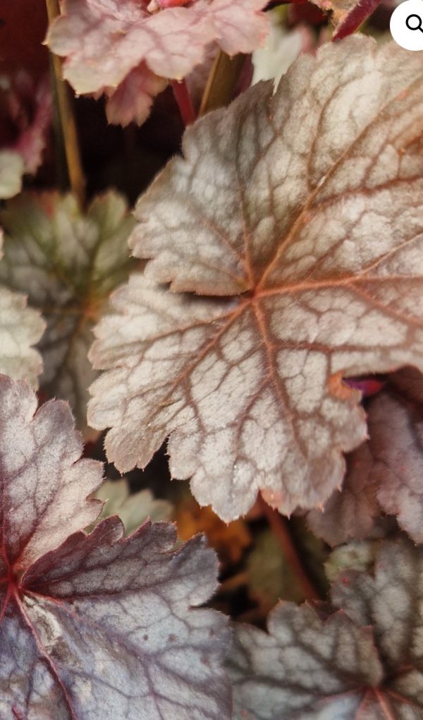 Heuchera 'Hollywood'2 Heuchera 'Hollywood'