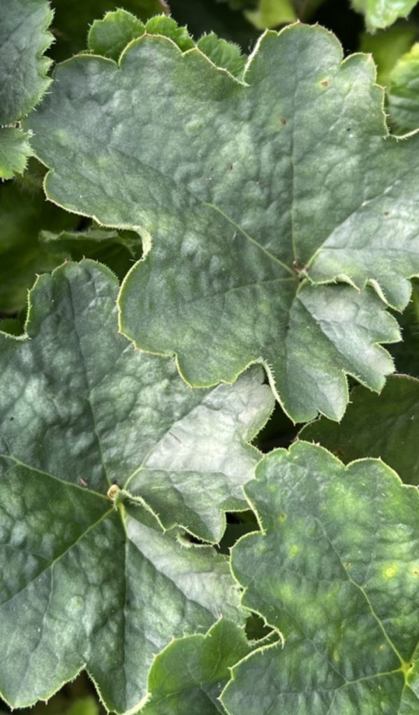 Heuchera 'Leuchkafer' Heuchera 'Leuchkafer'