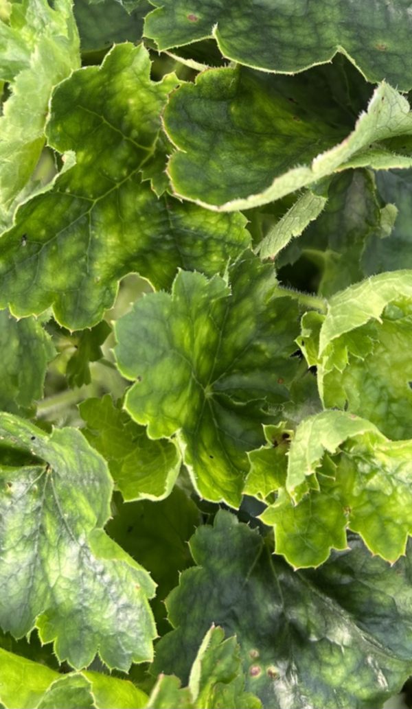 Heuchera 'Leuchkafer'2 Heuchera 'Leuchkafer'