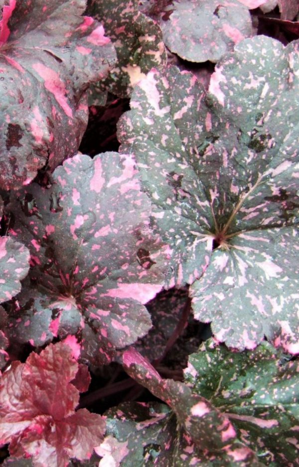 Heuchera 'Midnight Rose'