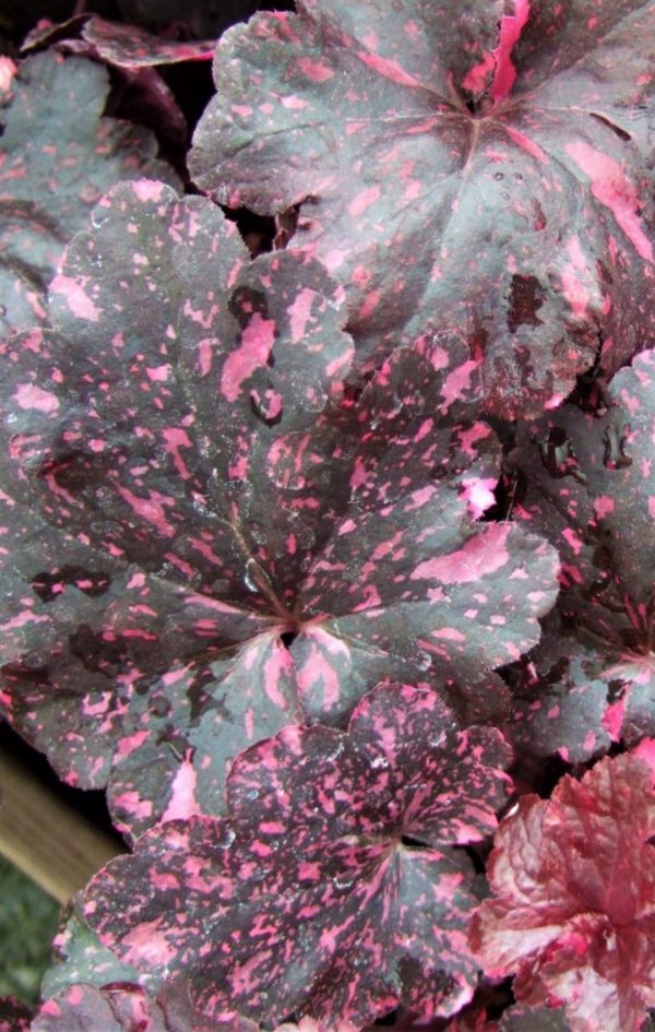 Heuchera 'Midnight Rose'