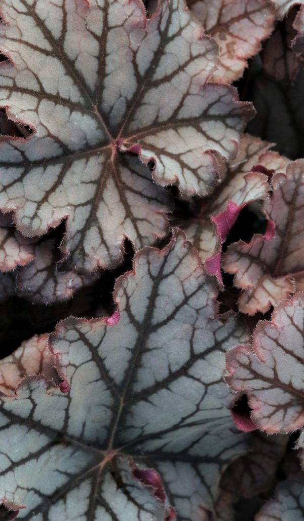 Heuchera 'Neptune'