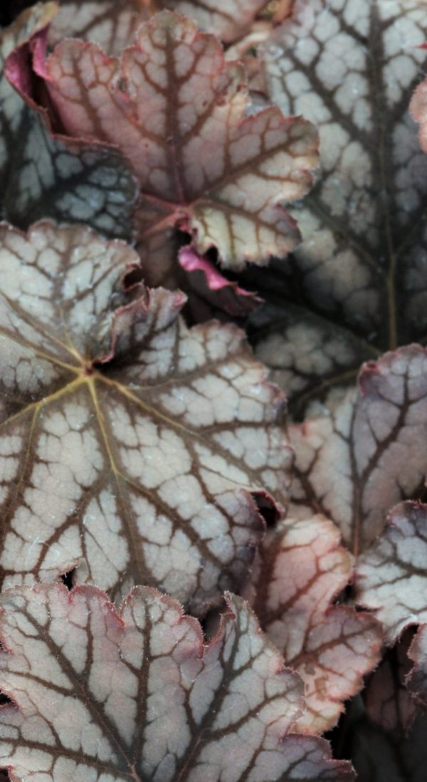 Heuchera 'Neptune'