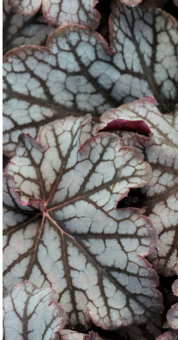 Heuchera 'Neptune'