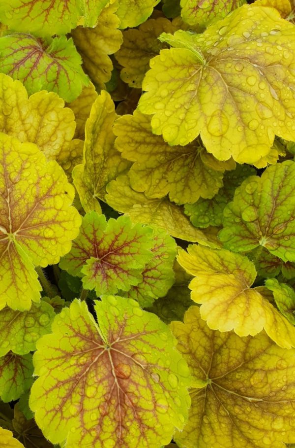 Heuchera 'Northern Exposure Sienna' Heuchera 'Northern Exposure Sienna'