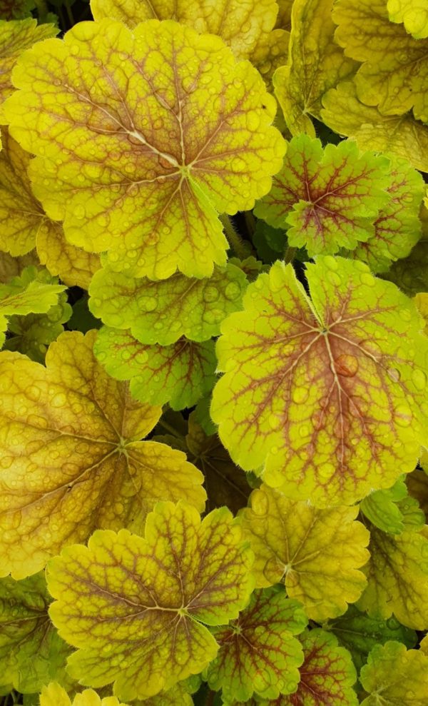 Heuchera 'Northern Exposure Sienna'2 Heuchera 'Northern Exposure Sienna'