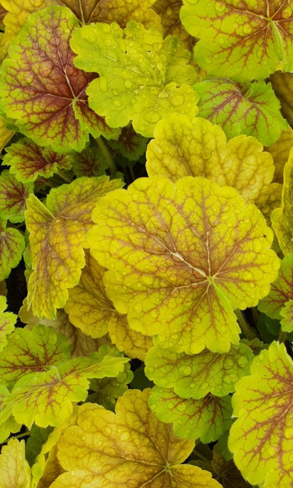 Heuchera 'Northern Exposure Sienna'3 Heuchera 'Northern Exposure Sienna'