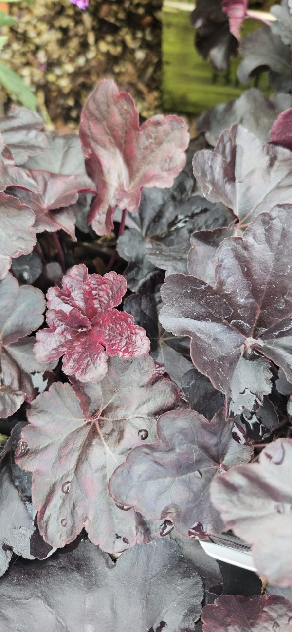 Heuchera 'Obsidian'