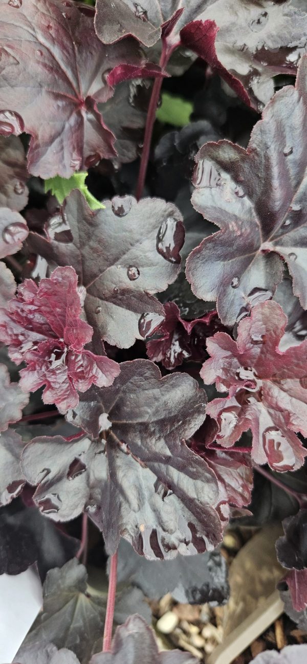 Heuchera 'Obsidian'