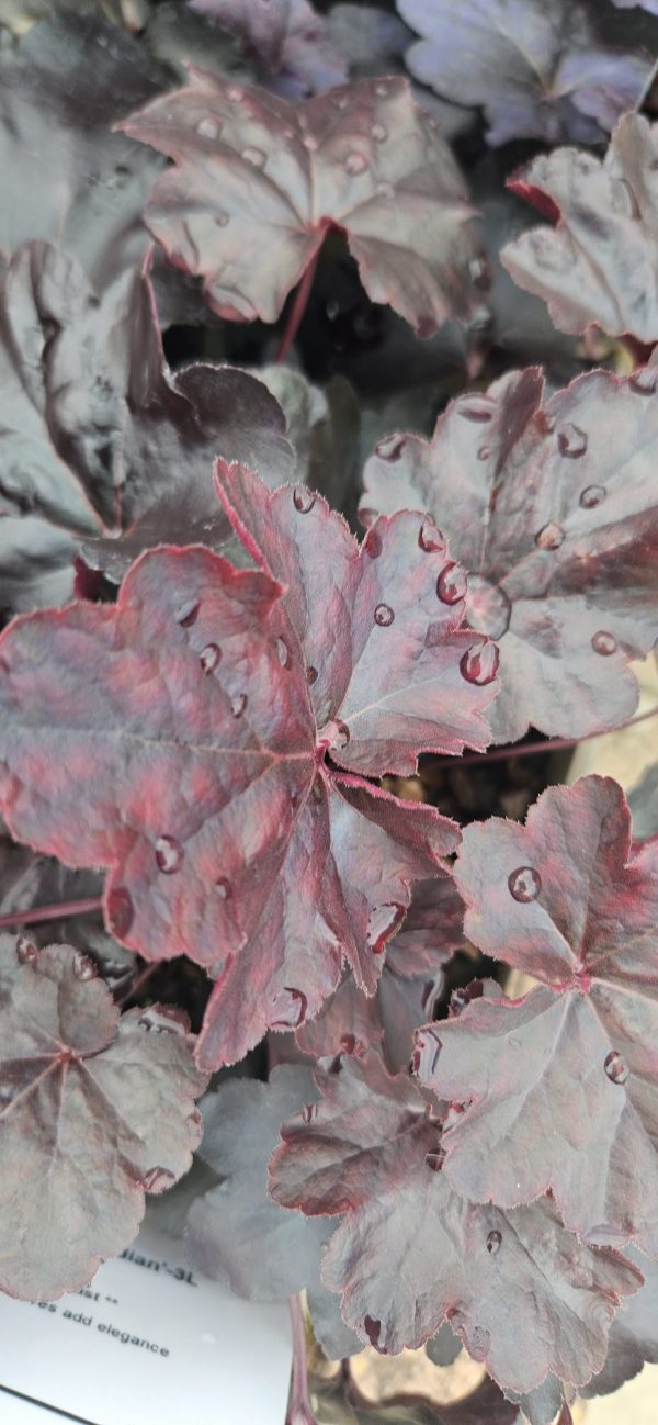 Heuchera 'Obsidian'