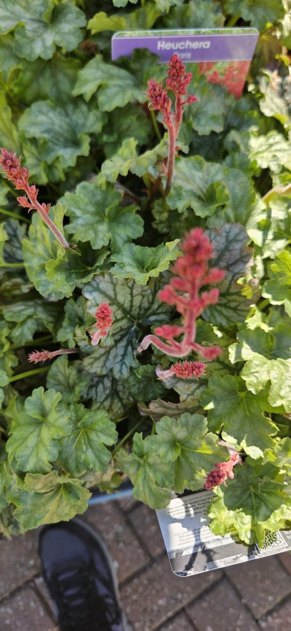 Heuchera 'Paris'