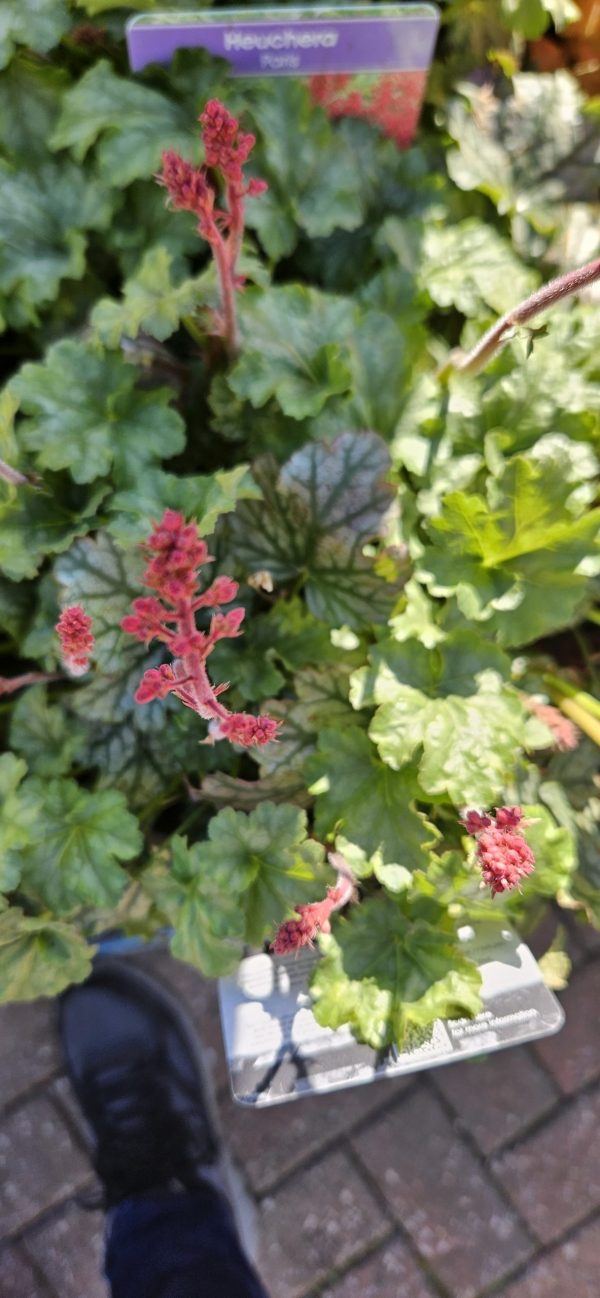 Heuchera 'Paris'