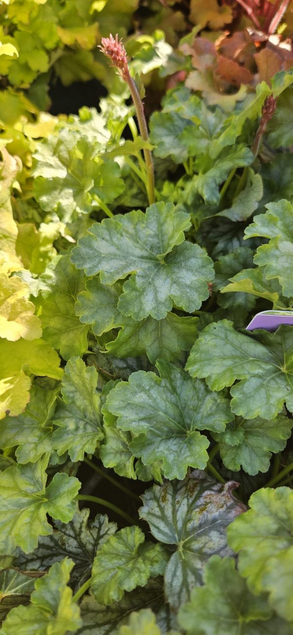 Heuchera 'Paris'