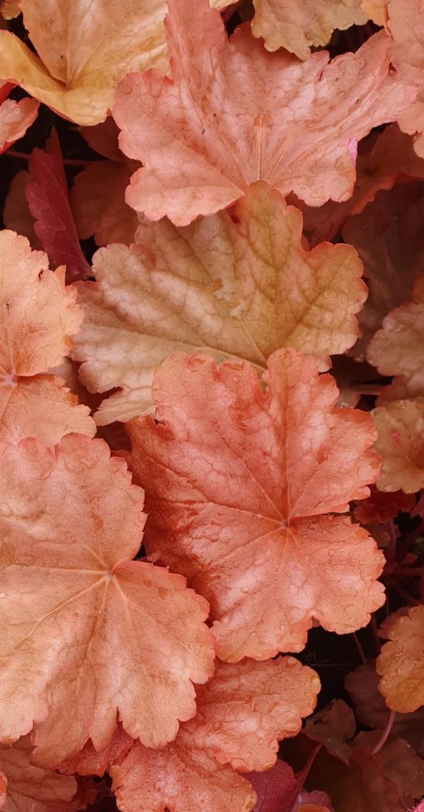 Heuchera 'Peachberry Ice'2 Heuchera 'Peachberry Ice'