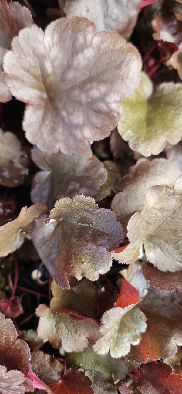 Heuchera 'Plum Pudding' Heuchera 'Plum Pudding'