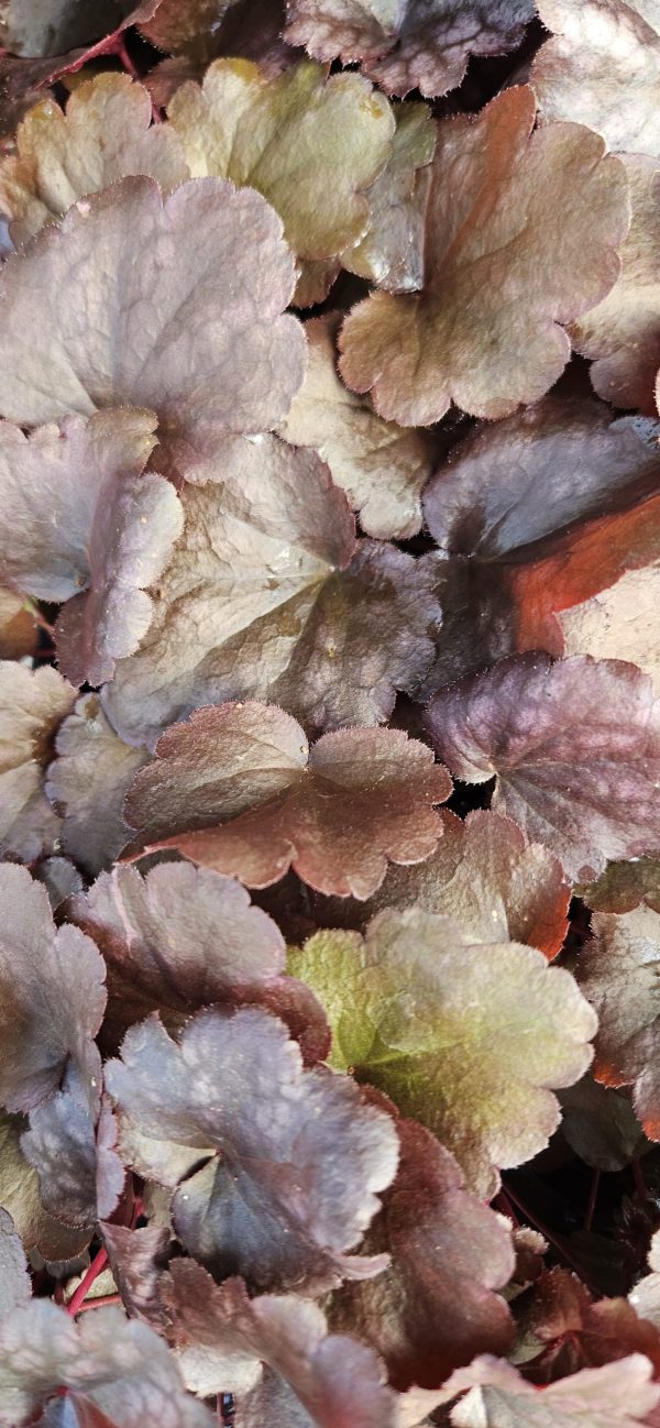Heuchera 'Plum Pudding'2 Heuchera 'Plum Pudding'