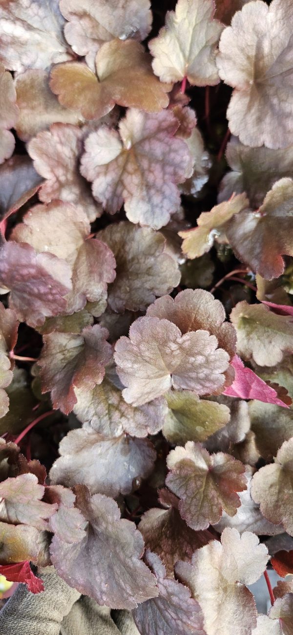 Heuchera 'Plum Pudding'3 Heuchera 'Plum Pudding'