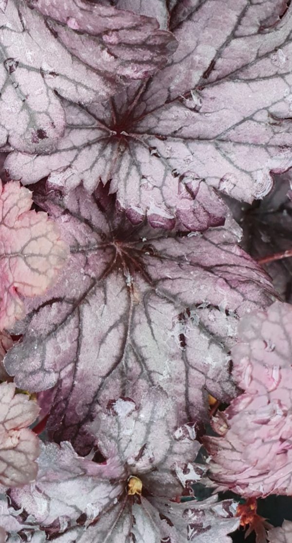 Heuchera 'Shanghai'