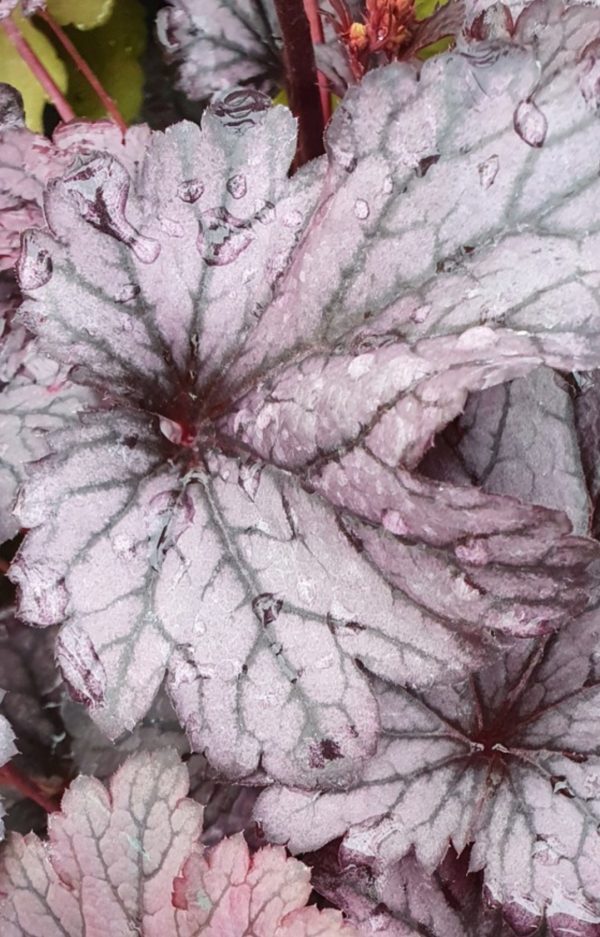 Heuchera 'Shanghai'