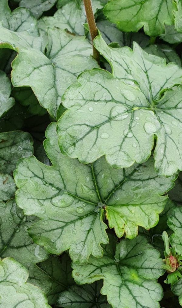 Heuchera 'Shimmer' Heuchera 'Shimmer'