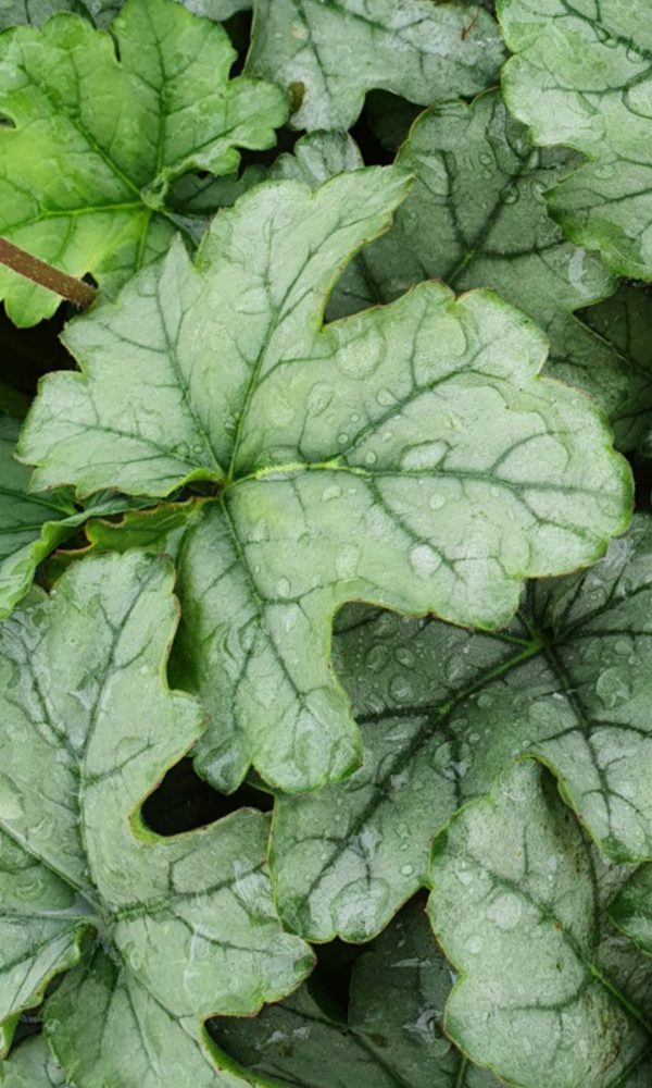 Heuchera 'Shimmer'2 Heuchera 'Shimmer'