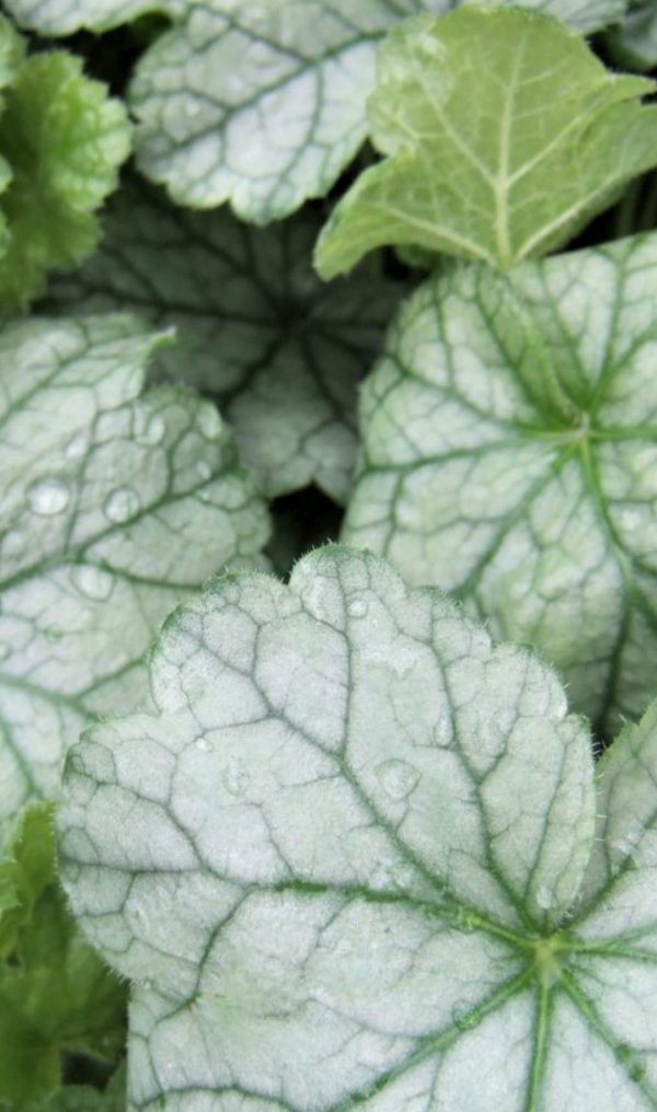 Heuchera 'Spearmint'