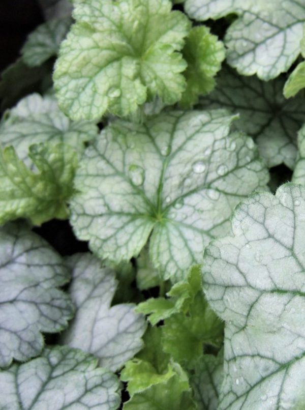 Heuchera 'Spearmint'