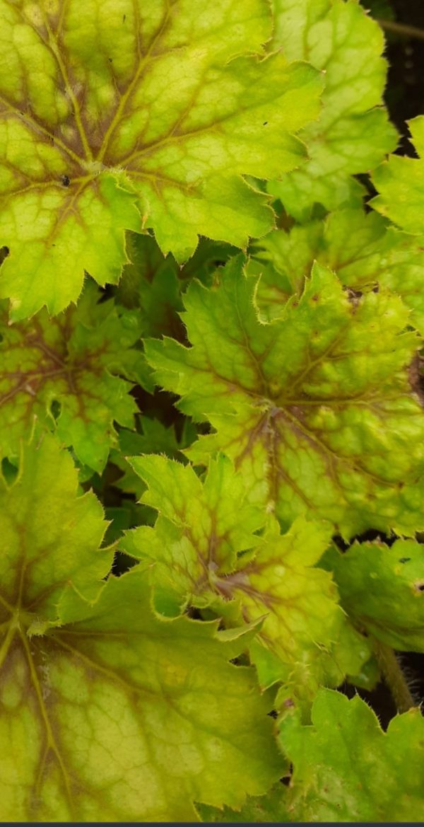 Heuchera 'Splashberry' Heuchera 'Splashberry'