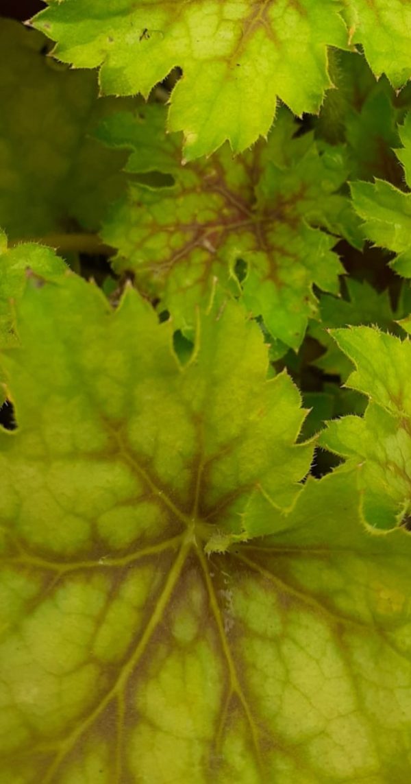 Heuchera 'Splashberry'2 Heuchera 'Splashberry'