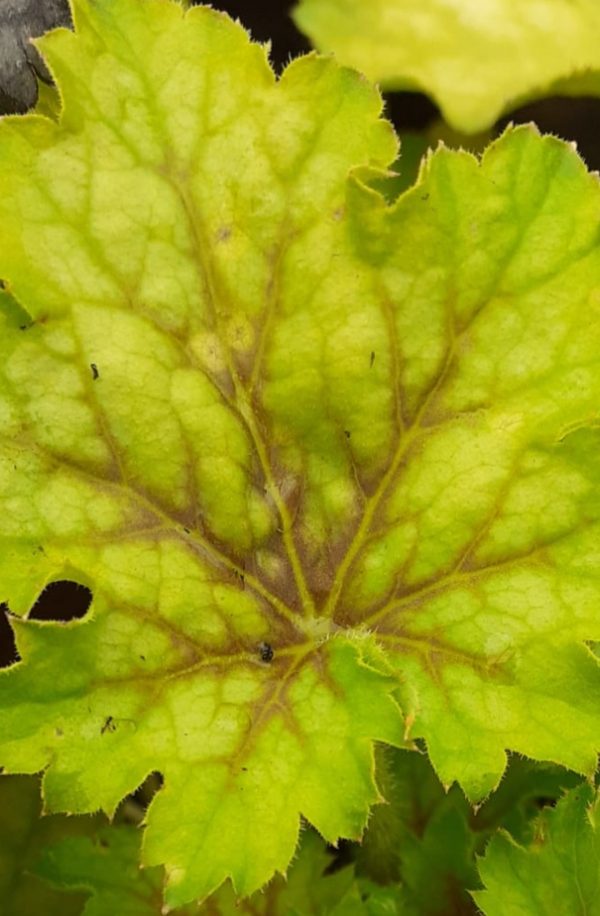 Heuchera 'Splashberry'3 Heuchera 'Splashberry'