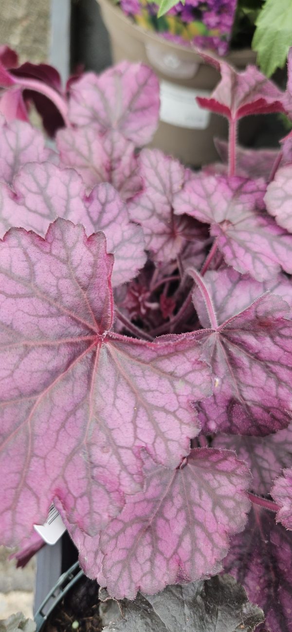 Heuchera 'Wild Rose' Heuchera 'Wild Rose'