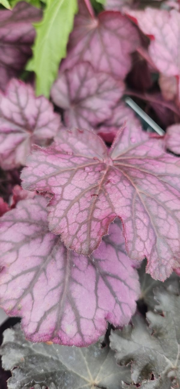 Heuchera 'Wild Rose'2 Heuchera 'Wild Rose'