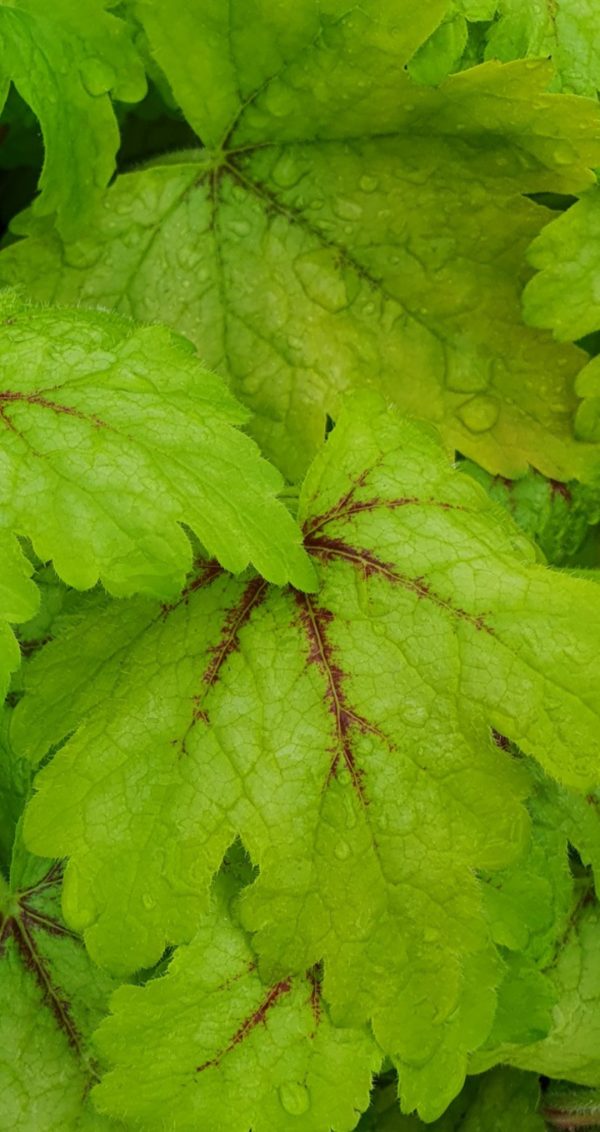 Heucherella 'Alabama Sunrise'