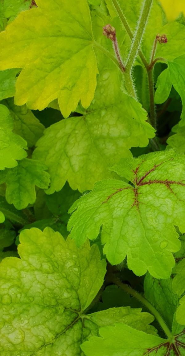 Heucherella 'Alabama Sunrise'