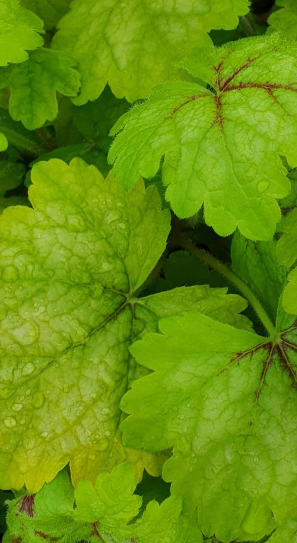 Heucherella 'Alabama Sunrise'