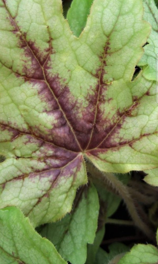 Heucherella 'Eye Spy'