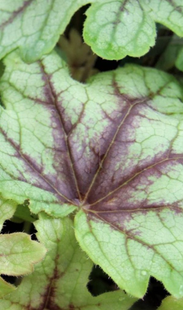 Heucherella 'Eye Spy'