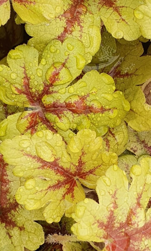 Heucherella 'Firecracker' Heucherella 'Firecracker'