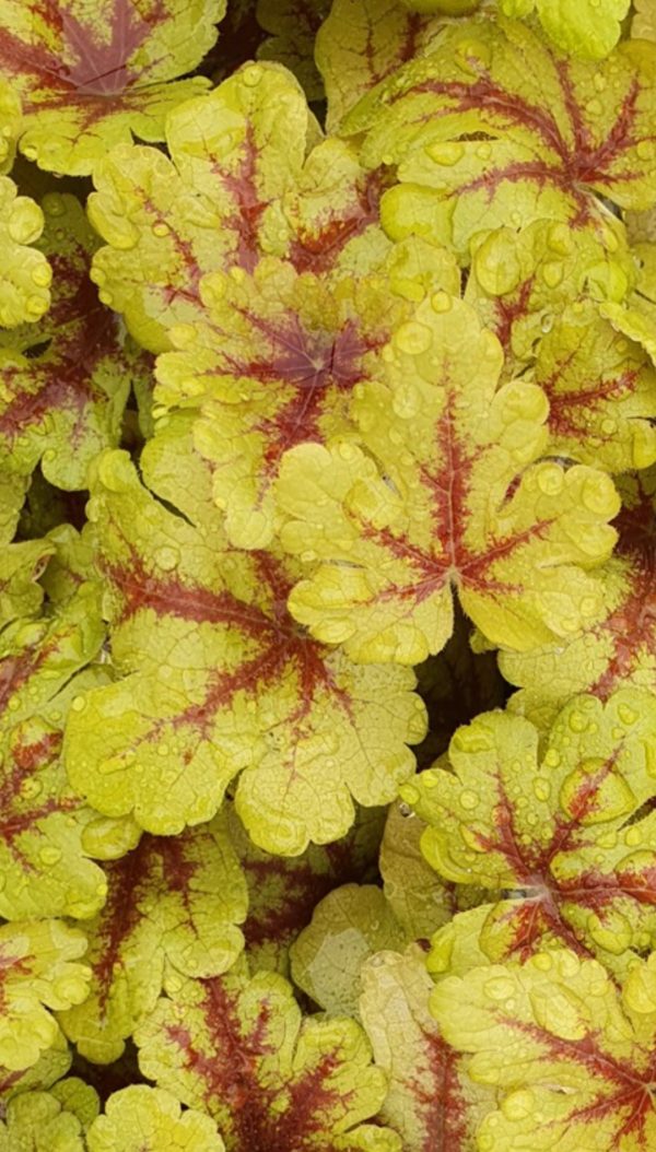 Heucherella 'Firecracker'2 Heucherella 'Firecracker'
