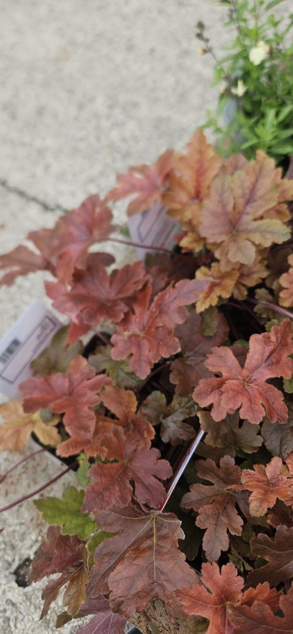 Heucherella 'Hopscotch'