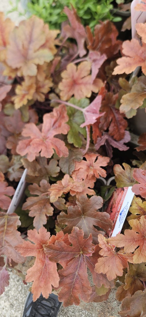 Heucherella 'Hopscotch'