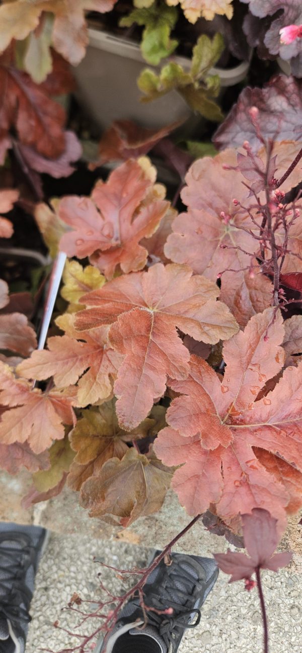 Heucherella 'Hopscotch'