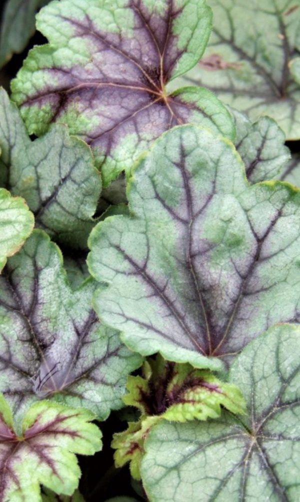 Heucherella 'Pink Fizz'2 Heucherella 'Pink Fizz'