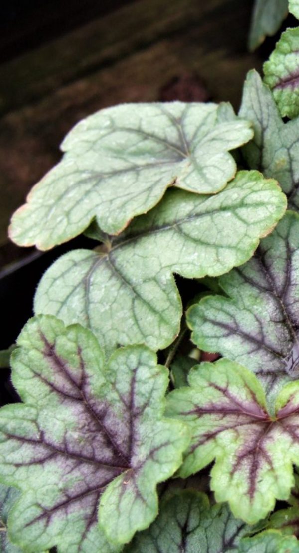 Heucherella 'Pink Fizz'3 Heucherella 'Pink Fizz'